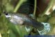 POECILIA RETICULATA - Guppy Weibchen bunt